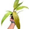 Philodendron 'Orange Marmalade'