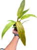 Philodendron 'Orange Marmalade'