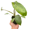 Philodendron 'Paraiso Verde'