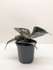 Philodendron Red Heart | Red Foliage Tropical Plant | House Plant Shop