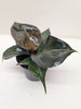 Philodendron Red Heart | Red Foliage Tropical Plant | House Plant Shop