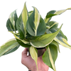 Philodendron 'Silver Stripe'