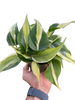 Philodendron 'Silver Stripe'
