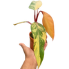 Philodendron 'Strawberry Shake'