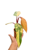 Philodendron 'Strawberry Shake'