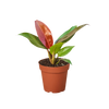 Philodendron 'Sun Red'