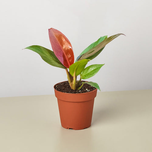 Philodendron 'Sun Red'