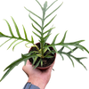 Philodendron 'Tortum'