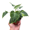Philodendron 'Verrucosum'