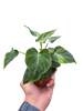 Philodendron 'Verrucosum'