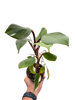 Philodendron 'White Knight'