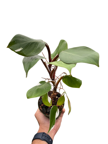 Philodendron 'White Knight'