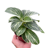 Philodendron White Measure
