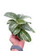 Philodendron White Measure
