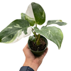 Philodendron 'White Princess'