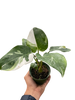 Philodendron 'White Princess'