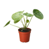 Pilea Mojito (Aluminum Plant) | Variegated Compact Foliage Plant | House Plant Shop