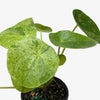 Pilea Mojito (Aluminum Plant) | Variegated Compact Foliage Plant | House Plant Shop