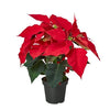 Poinsettia 'Red'