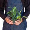 Pothos 'Cebu Blue'
