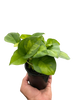 Pothos 'Global Green'