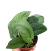 Pothos Jade Satin