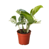 Pothos Manjula | Variegated Trailing Plant with Marble Leaves | House Plant Shop