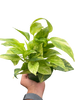 Pothos 'Neon Queen'