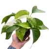 Pothos 'Albo Variegata'