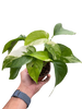 Pothos 'Albo Variegata'