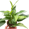 Pothos Skeleton Key