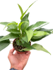 Pothos Skeleton Key