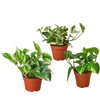 3 Pothos Variety Pack / 4 Pot / Live Plant / Home and Garden Plants