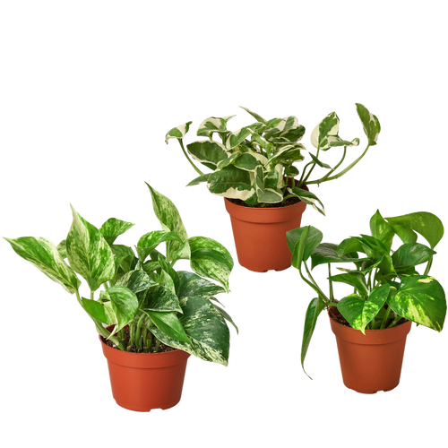 3 Pothos Variety Pack / 4 Pot / Live Plant / Home and Garden Plants
