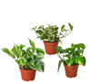 3 Pothos Variety Pack / 4 Pot / Live Plant / Home and Garden Plants