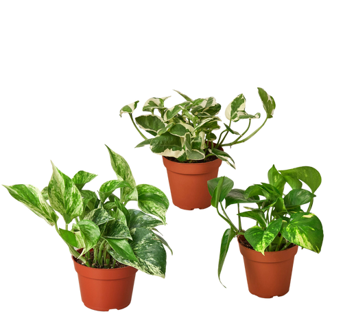 3 Pothos Variety Pack / 4 Pot / Live Plant / Home and Garden Plants