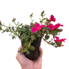Purslane