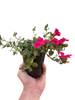 Purslane
