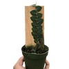 Rhaphidophora 'Cryptantha' | Rare Shingle Plant Climber | House Plant Shop