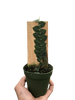 Rhaphidophora 'Cryptantha' | Rare Shingle Plant Climber | House Plant Shop