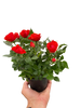 Mini Rose Bush