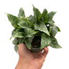 Schismatoglottis 'Thailand'