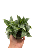 Schismatoglottis 'Thailand'