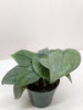 Scindapsus Platinum Java