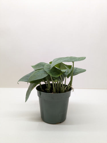 Scindapsus Platinum Java