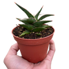 Snake 'Lavranos'