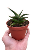 Snake 'Lavranos'
