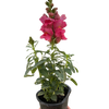 SnapDragon