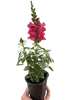 SnapDragon