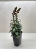SnapDragon